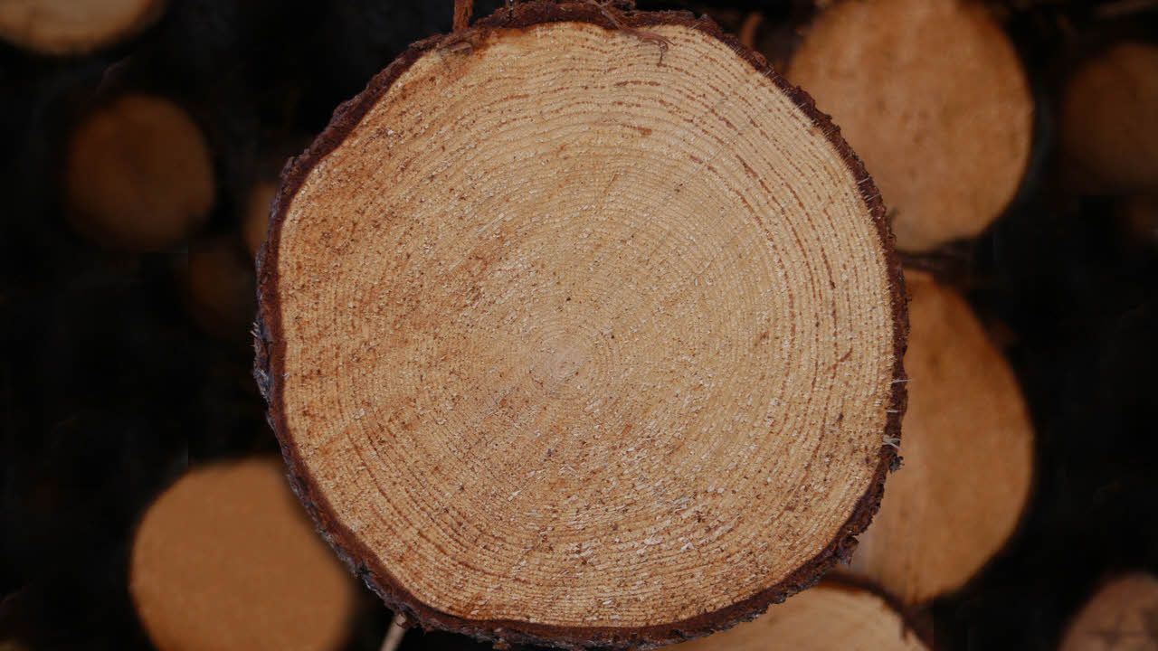Calejo is building a digital twin of SCA's forestry supply chain